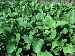 Sa054_Rucola coltivata_web